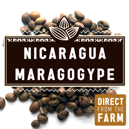 Nicaragua Maragogype