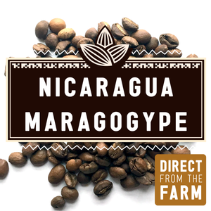 Nicaragua Maragogype