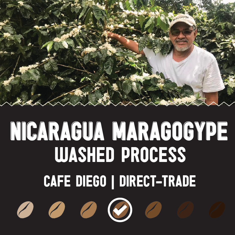 Nicaragua Maragogype – Hemisphere Coffee Roasters